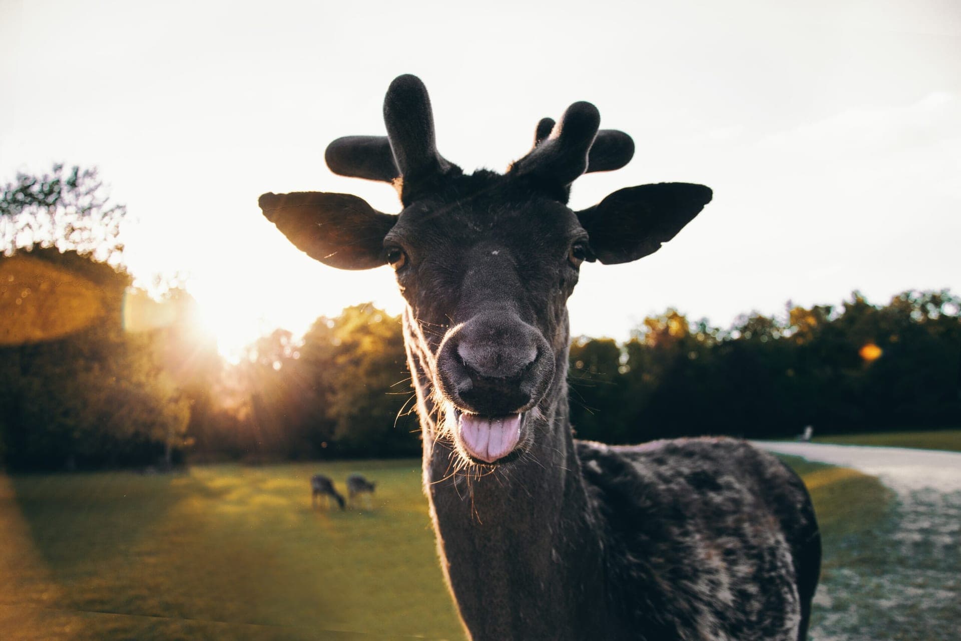 PARK